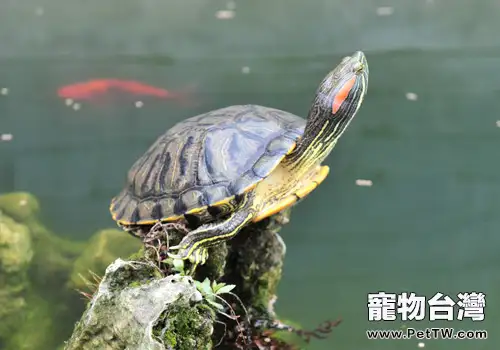 巴西龜成龜飼養環境設置（圖）