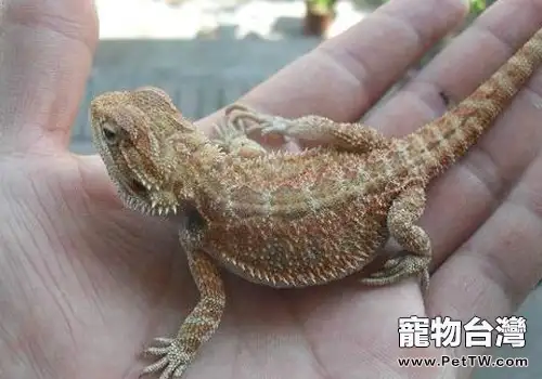 低溫飼養鬃獅蜥有什麼影響