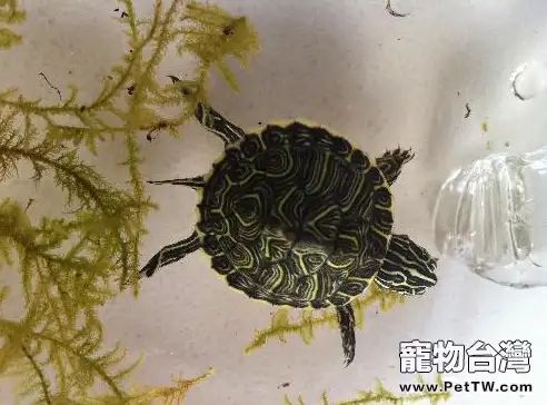 火焰龜(紅肚龜)的飼養知識(1圖)-寵物台灣
