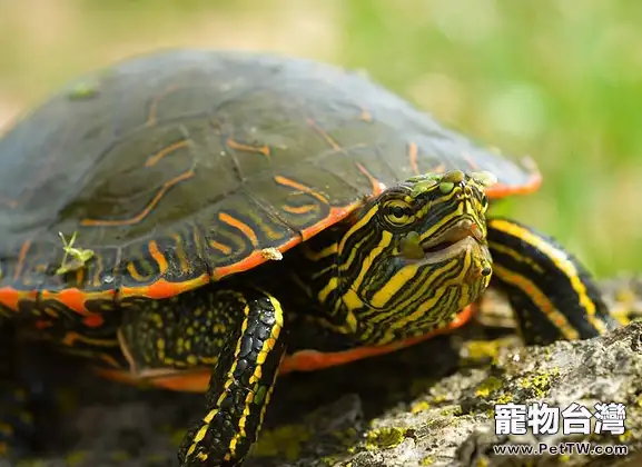 如何挑選健康的火焰龜(紅肚龜)(1圖)-寵物台灣