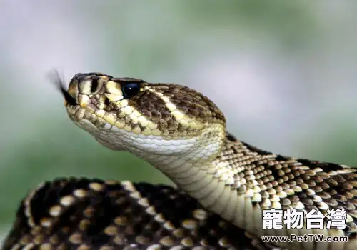 國內常見毒蛇介紹及如何預防被咬