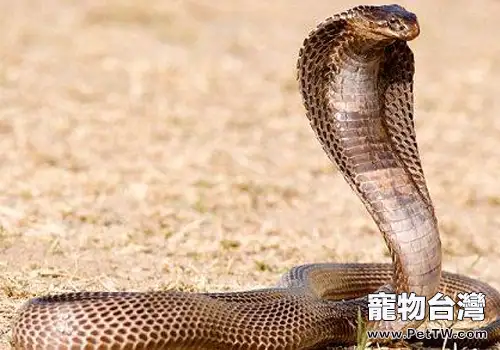 國內常見毒蛇介紹及如何預防被咬