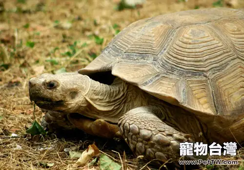 適宜烏龜的一些植物性飼料