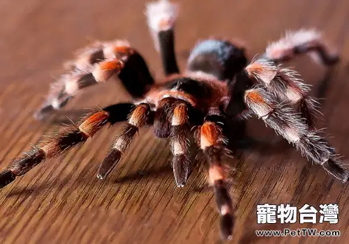 飼養蜘蛛要注意哪些關鍵點(共2張圖片)-寵物台灣