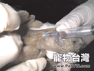 科學診治龜病的時代幕布已經拉開(共7張圖片)-寵物台灣