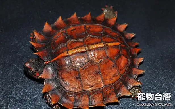 太陽龜的資料概覽
