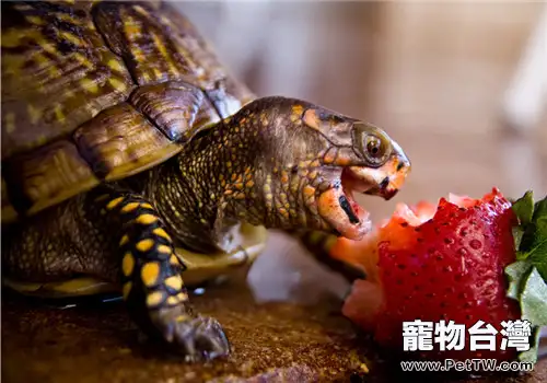 陸龜每天應該吃多少食物？