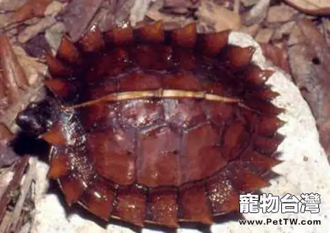 如何照顧新生太陽龜(1圖)-寵物台灣