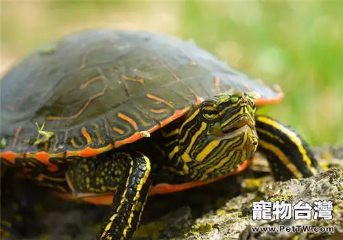 西部錦龜的飼養注意事項