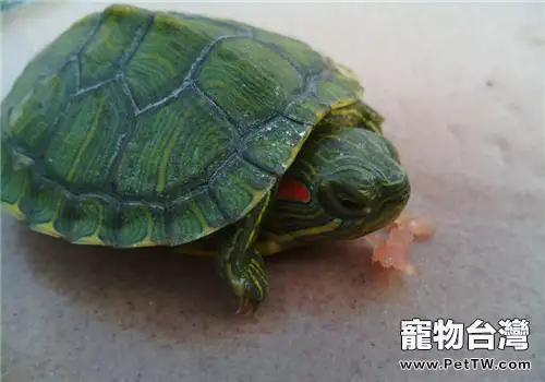 剛買回來的小龜應該吃什麼?