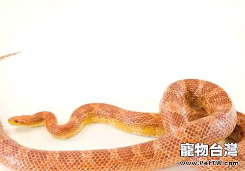 蛇的相關外傷處理(共2張圖片)-寵物台灣