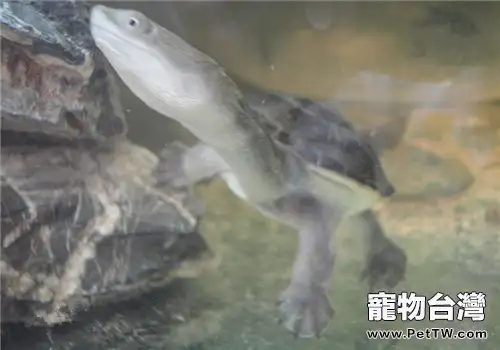秋季養龜要注意的四個問題