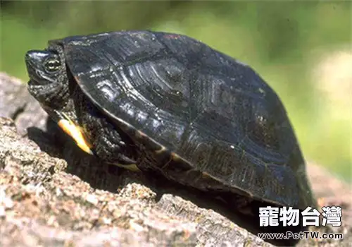 如何預防黑頸烏龜冬眠(1圖)-寵物台灣