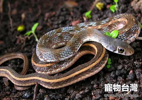 不同蛇種的食物選擇