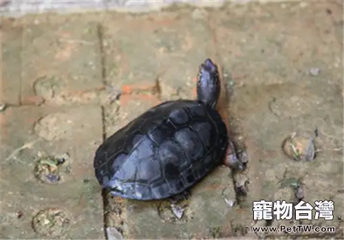 孵化黑頸烏龜的注意事項(1圖)-寵物台灣