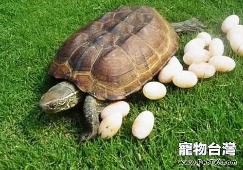 關於烏龜的產蛋問題(1圖)-寵物台灣