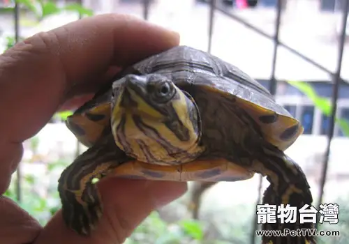 樓頂、陽台養龜的好處