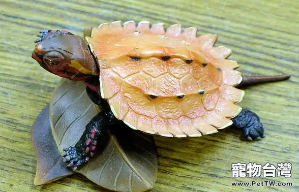 地龜的資料簡介(1圖)-寵物台灣