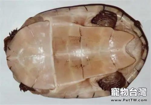 怎樣判斷小龜是否吃飽了?(1圖)-寵物台灣
