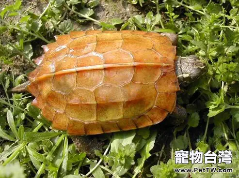 地龜的飼養知識