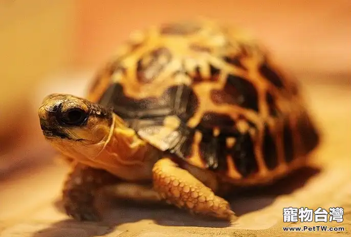 龜龜為什麼會眼睛腫脹
