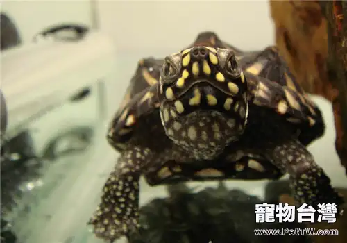 斑點池龜飼養攻略