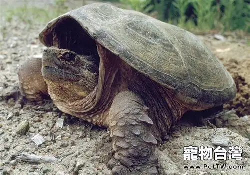 鱷龜夏冬季極端季節的護理要點