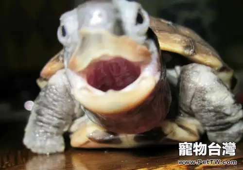 可以給烏龜喂內臟嗎？