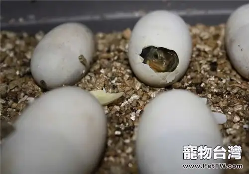 蛭石孵化龜卵的注意事項