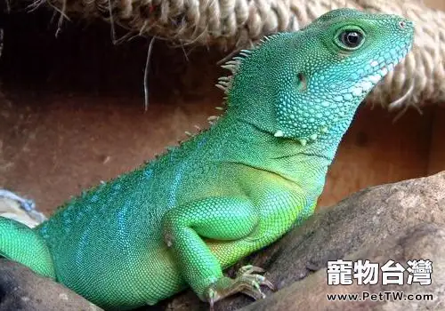 水龍蜥的飼養注意事項(共2張圖片)-寵物台灣