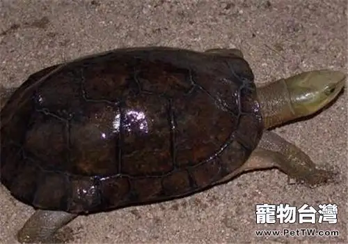 名貴龜種運輸法則(1圖)-寵物台灣