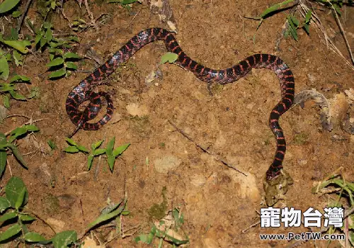 飼養赤鏈蛇要注意什麼