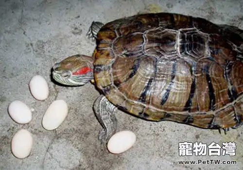 龜蛋孵化夭折原因及防止措施