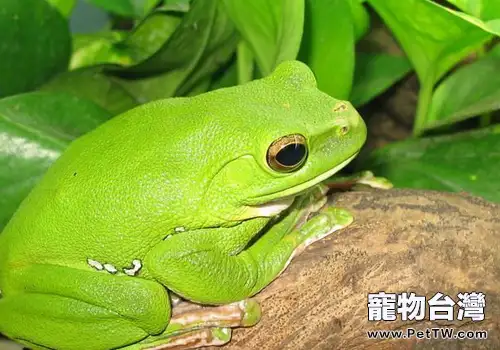 飼養大泛樹蛙要注意哪些問題