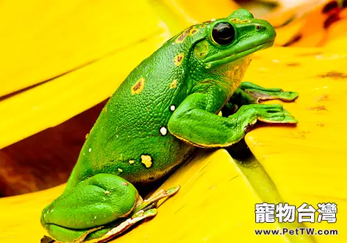 飼養大泛樹蛙要注意哪些問題