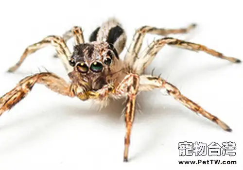 蜘蛛常見疾病及處理