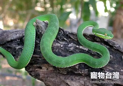 蛇的消化系統如何(共2張圖片)-寵物台灣