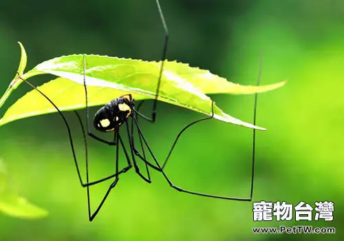 蜘蛛餵食原則