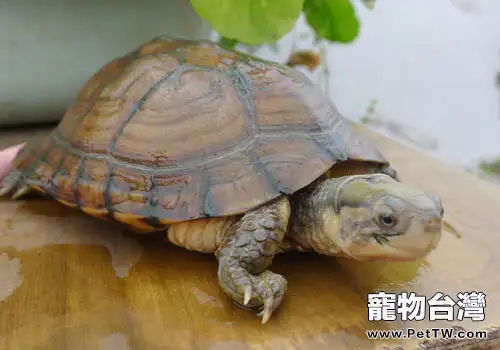 水龜飼養與溫度的關係