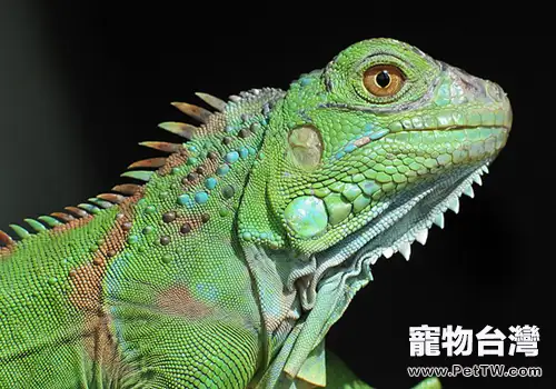 飼養綠鬣蜥需注意什麼(共2張圖片)-寵物台灣