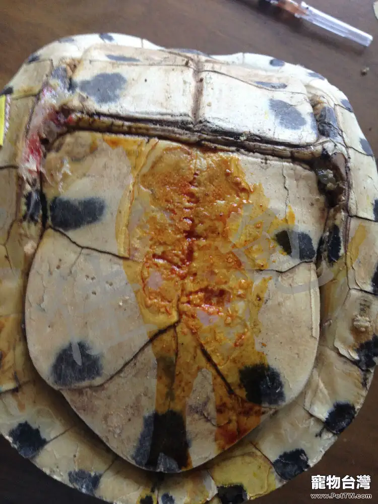 一例安布閉殼龜的口吐白沫、嚴重腐甲治療報告