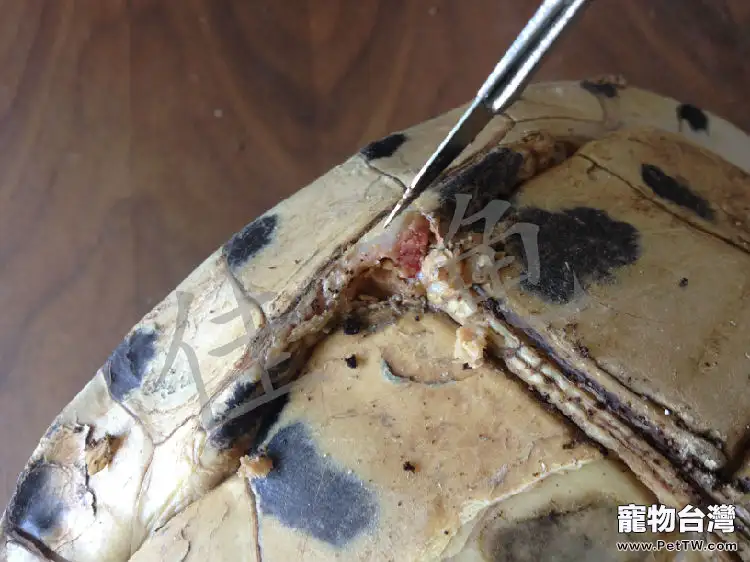一例安布閉殼龜的口吐白沫、嚴重腐甲治療報告