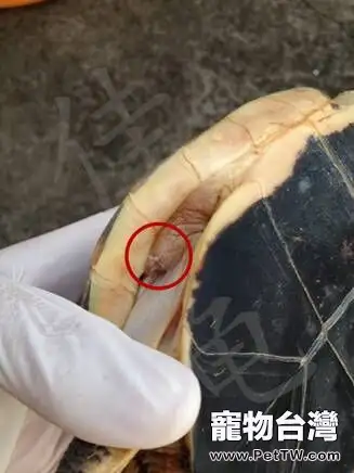 一例黃緣閉殼龜肉甲分離的治療報告(共7張圖片)-寵物台灣