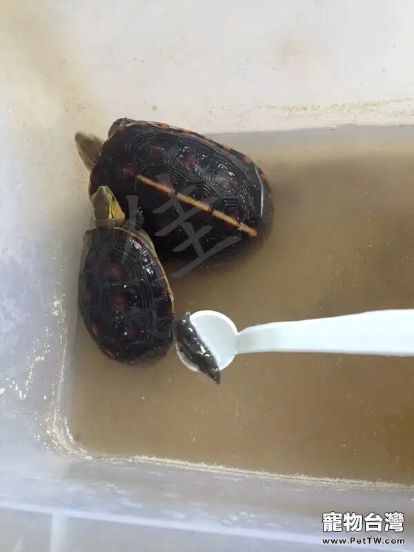 一例黃緣閉殼龜肉甲分離的治療報告