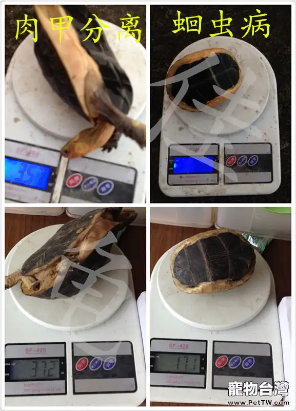 一例黃緣閉殼龜肉甲分離的治療報告