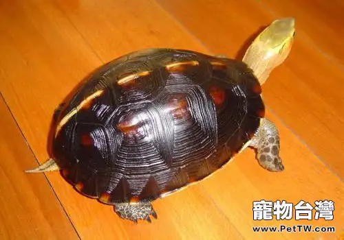 黃緣閉殼龜的仿野生飼養方法