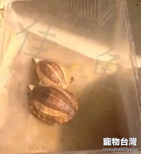 兩例黃額閉殼龜調理開食報告
