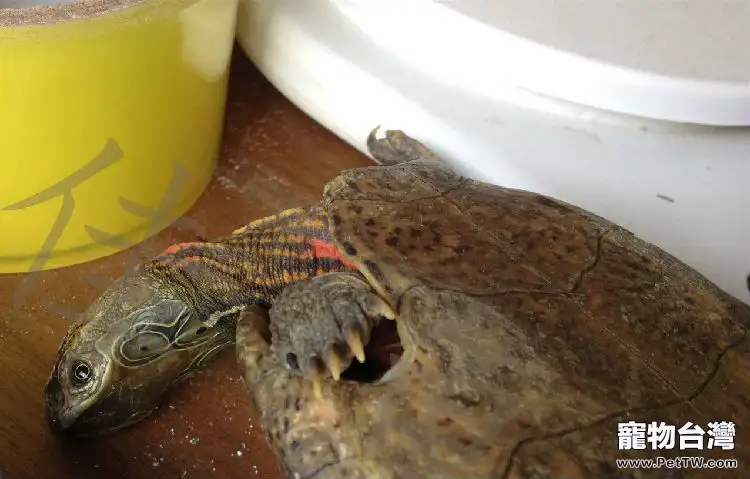 一例四眼斑龜的調理開食案例