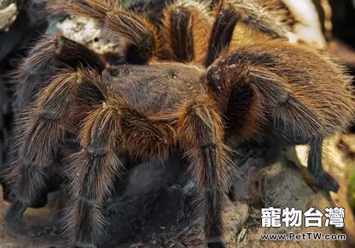 毛蜘蛛的基礎飼養