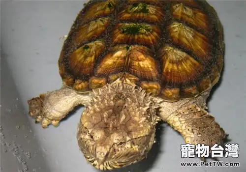 大鱷龜蛋冬季貯存有妙招